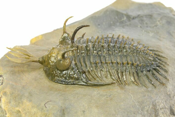Short Trident Walliserops Trilobite - Timrzit, Morocco #350486
